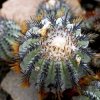 Copiapoa_calderana2